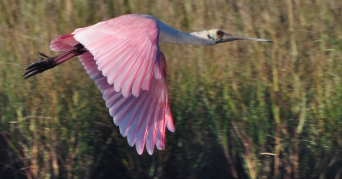 roseate spoonbill in flight